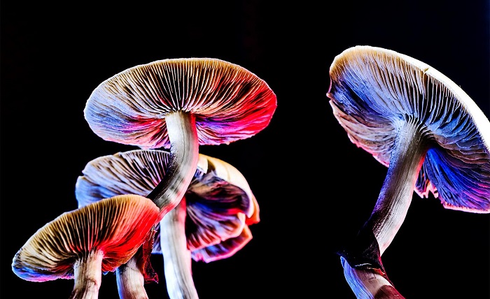 Mushroom Chocolates